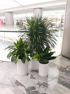 慈溪花木出租哪家强？服务超棒的在这里！